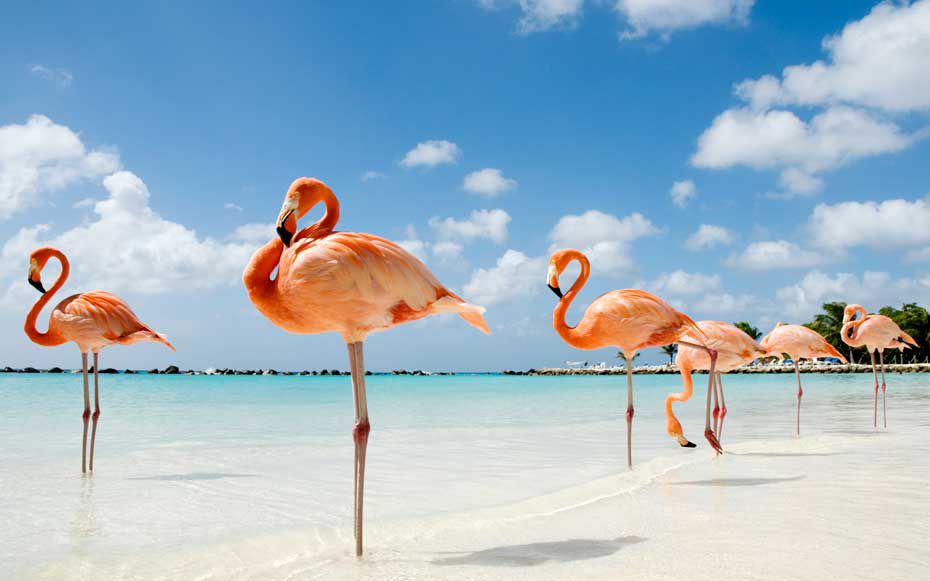 Flamingos on the beach in Aruba